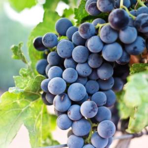 New Wine & The Charismatic Stream